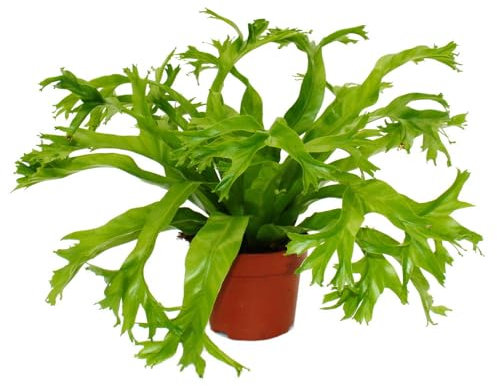 Exotenherz Asplenium nidus Chrissie - besondere Farn-Sorten fürs Zimmer - Nestfarn - 12cm Topf - ca. 25cm hoch