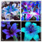 Winterhart MehrjäHrig,Mehrjährige Stauden,Lilien Blumenzwiebeln,Ideale Garten Pflanzen,lilium zwiebeln,Gardeners Dream Winterharte Pflanzen,Balkon Pflanzen & Kübelpflanzen-4zwiebeln-b