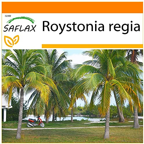 SAFLAX - Jardin dans le sac - Palmier royal de Cuba - 8 graines - Roystonia regia