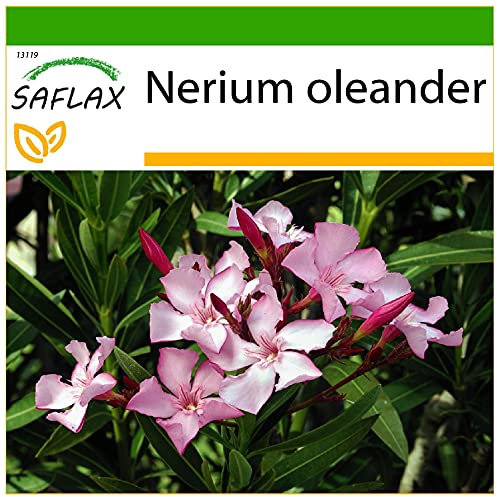 SAFLAX - Oleander - 50 Samen - Mit keimfreiem Anzuchtsubstrat - Nerium oleander