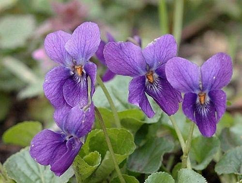Portal Cool Viola Odorata (Violette douce) – Jolie petite fleur sauvage – 25 semi
