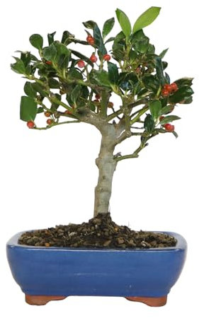 KENTIS - Bonsaï de Houx - Ilex Nellie Stevens - Plante Verte d'Extérieur Balcon Terrasse - Feuillage Persistant - H 30/35 cm Pot Ø 26 cm