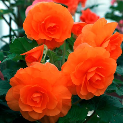 3 x Begonia Double Orange – Exotic Orange Flowers – Summer Flowering Bulbs – Great Addition to Any Garden – Perennials – for Your Beautiful Garden