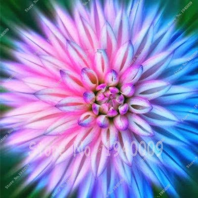 Nouvelles Graines De Fleurs Vivaces De Dahlia Pour Un Beau Jardin Ensemble De 100 Pièces