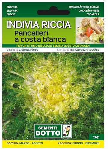 Sicignano | Semi Indivia Riccia Pancalieri a Costa Bianca, Foglie Croccanti e Ricce, Cespo Rigoglioso Grosso Riccio, Busta Extra - 2 Confezioni da 7.2g, Pianta a Ciclo Medio-Tardivo