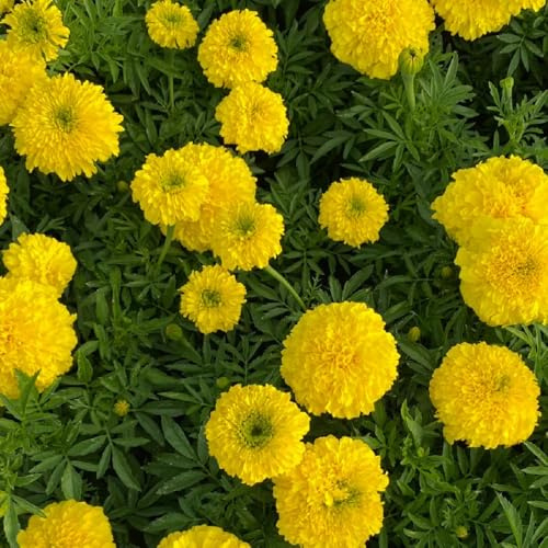 Semillas de caléndula, semillas de Tagetes erecta de siembra de otoño raras 250pcs