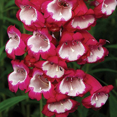 Penstemon Drought Tolerant Hardy Perennial Plant Long Flowering Easy to Maintain Semi Evergreen with Red and White Bell Blooms, 1 x Pensham Amelia Jayne in 1L Pot by Thompson and Morgan