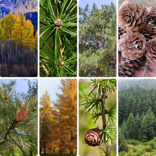 300 piezas Comprar semillas de alerce - Alerce, Semillas de pasto de abejas, lecho elevado de jardín Semillas de alerce, Larix decidua, semillas de árboles, regalos de jardín para