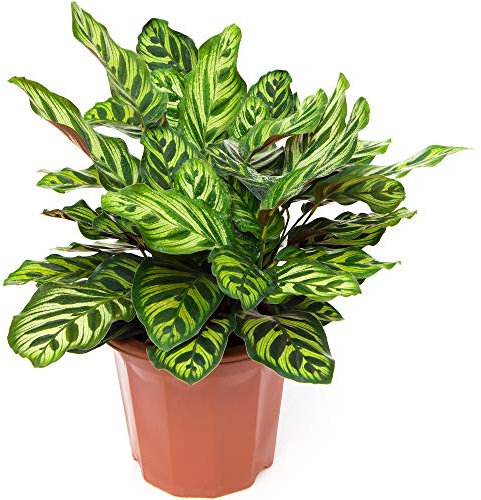 30-40cm Potted Calathea Makoyana Peacock Plant Eye-Catching Indoor Houseplant
