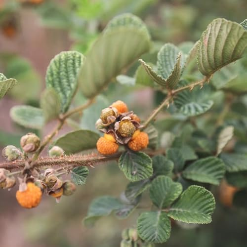 semillas de frambuesa, Rubus idaeus, semillas de para jardin de balcón resistentes para lugares soleados 400pcs