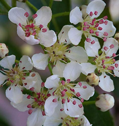 Apfelbeere Hugin 30-40cm - Aronia melanocarpa