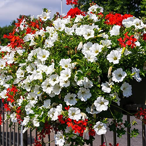 semi di petunia - resistenti all'esterno rampicanti perenni balcone 1000pcs