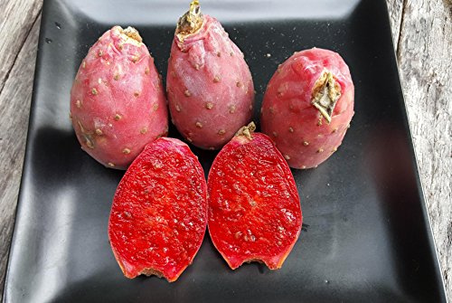 10 Samen Opuntia ficus indica, Feigen Kaktus, Kaktusfeige, rotfleischig