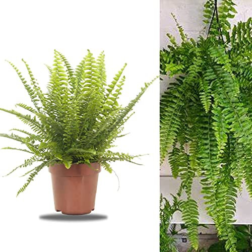 Nephrolepis Exaltata - DECOALIVE - Helecho de Boston - Helecho Espada - Planta Natural