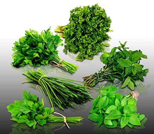 Lot de 1300 graines à semer - Le Grenier d'Abondance - Classiques Aromatiques - 6 sachets individuels