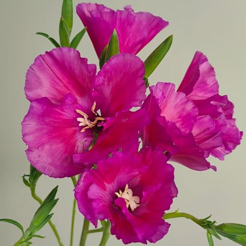Semillas de azalea de verano - para lugares soleados Clarkia amoena - invernaderos de balcón decoración de balcón de interior 80pcs