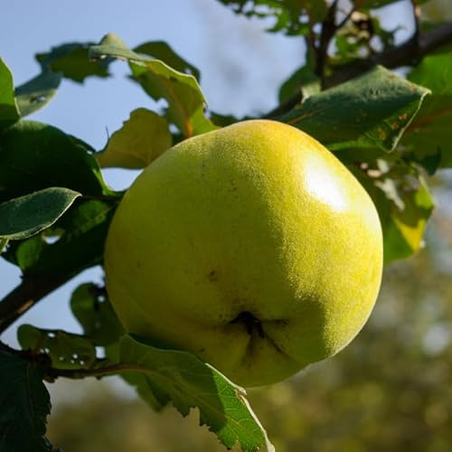 Malus Domestica Golden Delicious - Pommier 120 cm en Pot - Plante En Pot - Floraison Mars - Hauteur 120cm
