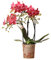 Kolibri Orchids | rote Phalaenopsis-Orchidee - Kongo - Topfgröße Ø9cm | blühende Zimmerpflanze - frisch vom Züchter