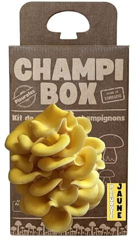 Kit de Culture de Champignons Pleurotes Jaune Champibox™ (Pleurotus citrinopileatus) - Pleurotes Made in France - Gourmand et Éducatif - Idée Cadeau Originale et Naturelle - Facile à Utiliser
