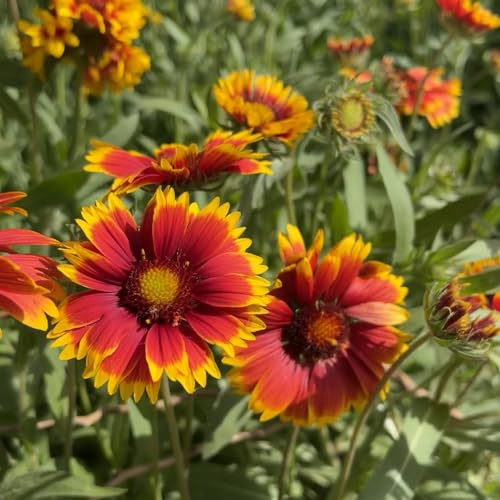 Kokardenblumesamen - topfpflanzen deko wohnzimmer bio alte sorten schnittblumen balkonpflanzen balkon blumengarten gartendeko für draußen blumensamen winterharte stauden für pralle 300pcs