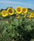 1000 Samen Große Gelbe Sonnenblume Samen Helianthus annuus Hohe große gelbe Blüten, Bienenmagnet Sonnen Blumen