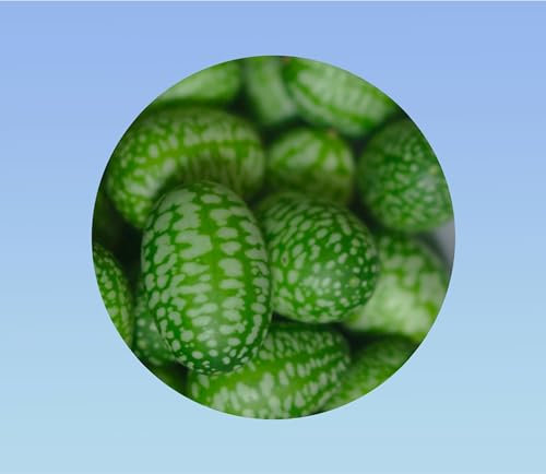 10 Graines de Cucamelon (Melothria Scabra) – Concombre du Mexique – Mini-Pastèque Souris – Récolte Facile