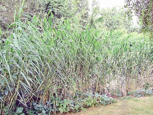 Schilf | Schilfrohr | Phragmites australis | Wasserpflanze | Teichpflanze | winterhart | Filterpflanze | Klärpflanze