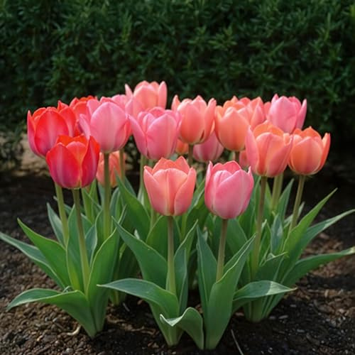 Blomsterlökar - Tulpan 'Rosa och röd' - Rosa och röd - 40 plantor - Lökstorlek 10/12-20-50cm - Ø5cm - Trädgårdsväxt - Flerdeal