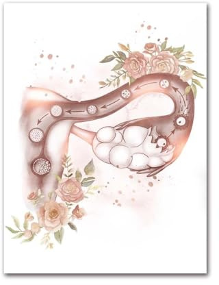 1 St Kvinnlig Anatomi Fertilitet Graviditet Posters Prints Canvas Målning Väggkonst Bild Gynekologi Obstetrik Dekoration Väggmålning Present