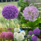 5 pz Bulbi di aglio ornamentali perenni resistenti piante da giardino resistenti Bulbi di Allium giganteum Perenne Pianta ornamentale gigante piante resistenti all'esterno Pianta da