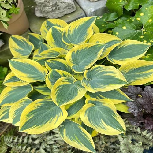 hosta resistente - semi coperto perenne resistente balcone - semi di hosta rara esotica giardino ombra resistenti 500pcs