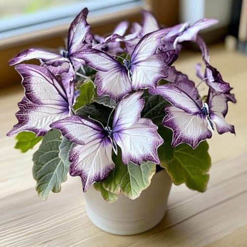 【KVHSVB】-Rizoma de hosta.- Una planta vigorosa con tallas de jade dorado que se siente hermosa. //-4 Rizoma-A