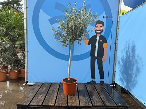 Mediterranea Olivenbaum Olea Europaea 160 cm Frosthart bis -18°C mit Mediterranem Flair für Garten & Terrasse