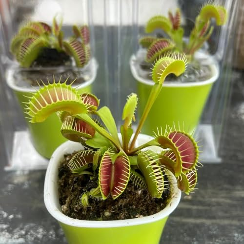 Venusfliegenfalle - balkonpflanzen Dionaea muscipula - garten stauden winterhart mehrjährig fleischfressende 300pcs