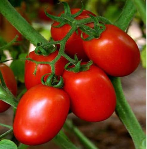 Heirloom Tomato Seeds Collection, 8 Premium Varieties, Classic and Salad Mix (Tomato S. Marzano 3, 100 Seeds)