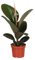 Ficus Elastica Robusta - 25-35cm - Ø12cm - Planta de interior - Hojas perennes