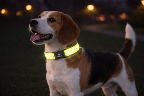 collare cane - Fergu fluo giallo M - 40-55 cm - 20 mm - nylon regolabile - chiusura a scatto - riflettente