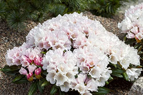 Rhododendron yakushimanum Edelweiß 40-50 cm weiße Blüten winterhart