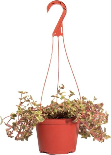 Shop Succulents Calico Kitten Hanging Succulent, Crassula Pellucida Variegata, Fully Rooted Live 6 Succulent Plant with Hanger, Low Maintenance Indoor Plant, Trailing Succulents, Gift & Garden