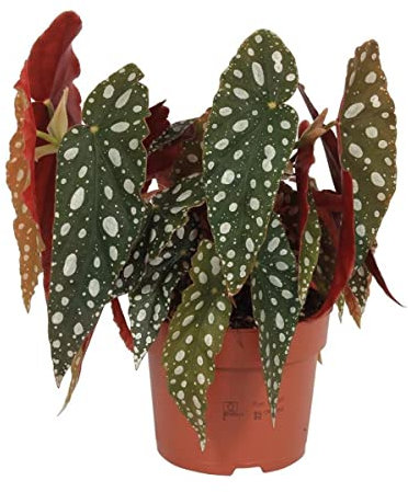 Begonia Moteada o Maculta Planta Ideal para el Interior de la Casa