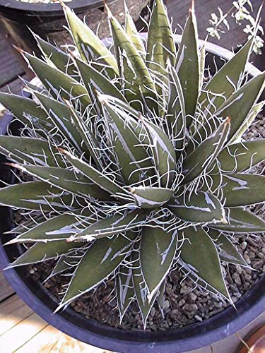 Farmerly Heirloom Agave Filifera Rare Succulent Thread Leaf Plant Seed Exotic Garden Aloe 15 Seeds