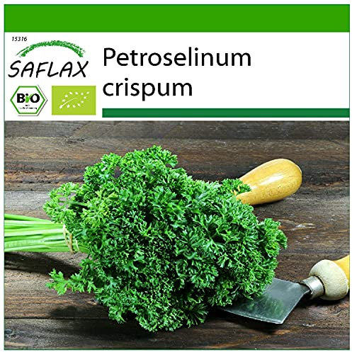 SAFLAX - BIO - Prezzemolo crespo - 800 semi - Petroselinum crispum