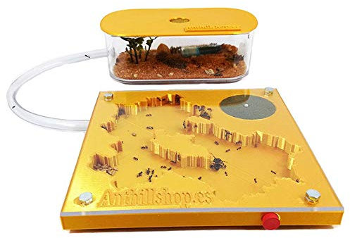 ANTHILLSHOP Ant Farm - Ameisenfarm 15x15Goldfarben -1x Colonia de hormigas 20-30 Ameisen.
