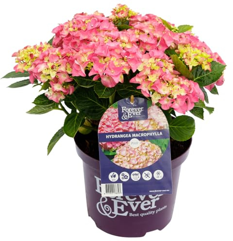 Green boutiQ - Balkonpflanze - Hortensie - Hydrangea Forever & Ever - Rosa - 7-12 Blumen - 2 Pflanzen - Topf 23cm Höhe 55cm