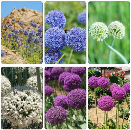 allium jardines de rocas de puerro gigante bulbos temprana decorativas reverdecimiento tejados jardín 10pcs