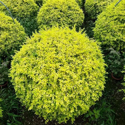 semi di ligustro, ver appartamento ufficio sempreverdi giardino roccioso giardino resistenti in vaso d'appartamento purificatrici d'aria Decorazioni 150semi