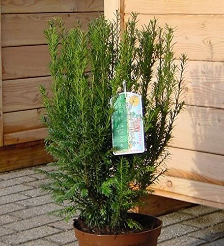 Heckeneibe Westerstede 60-70cm - Taxus baccata - lebende Gartenpflanze aus den Baumschulen