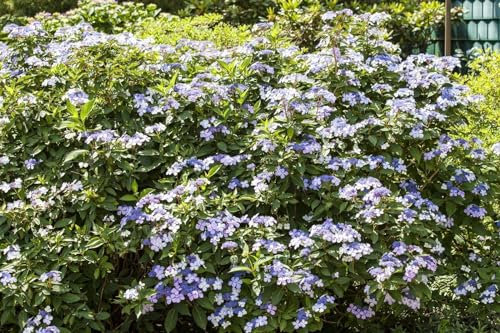 Hydrangea macrophylla 'Bodensee' 40–60 cm – Winterhart, Mehrjährig, Pflegeleicht – Bauernhortensie – Zierstrauch für Beet & Kübel