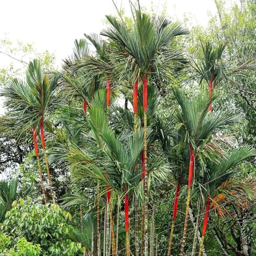 Palmensamen, Palmen Kaufen, pflanzensamen zimmerpflanzen bio pflanzensamen winterfeste für balkon gartenpflanzen 200Samen