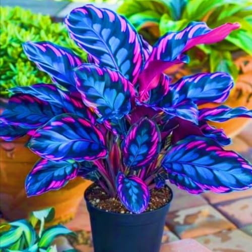 Oreja de elefante/alocasia,perenne,Adaptable,brillante colocasia magic,Resistente al frío,Puro amor.-10Rizomas-B